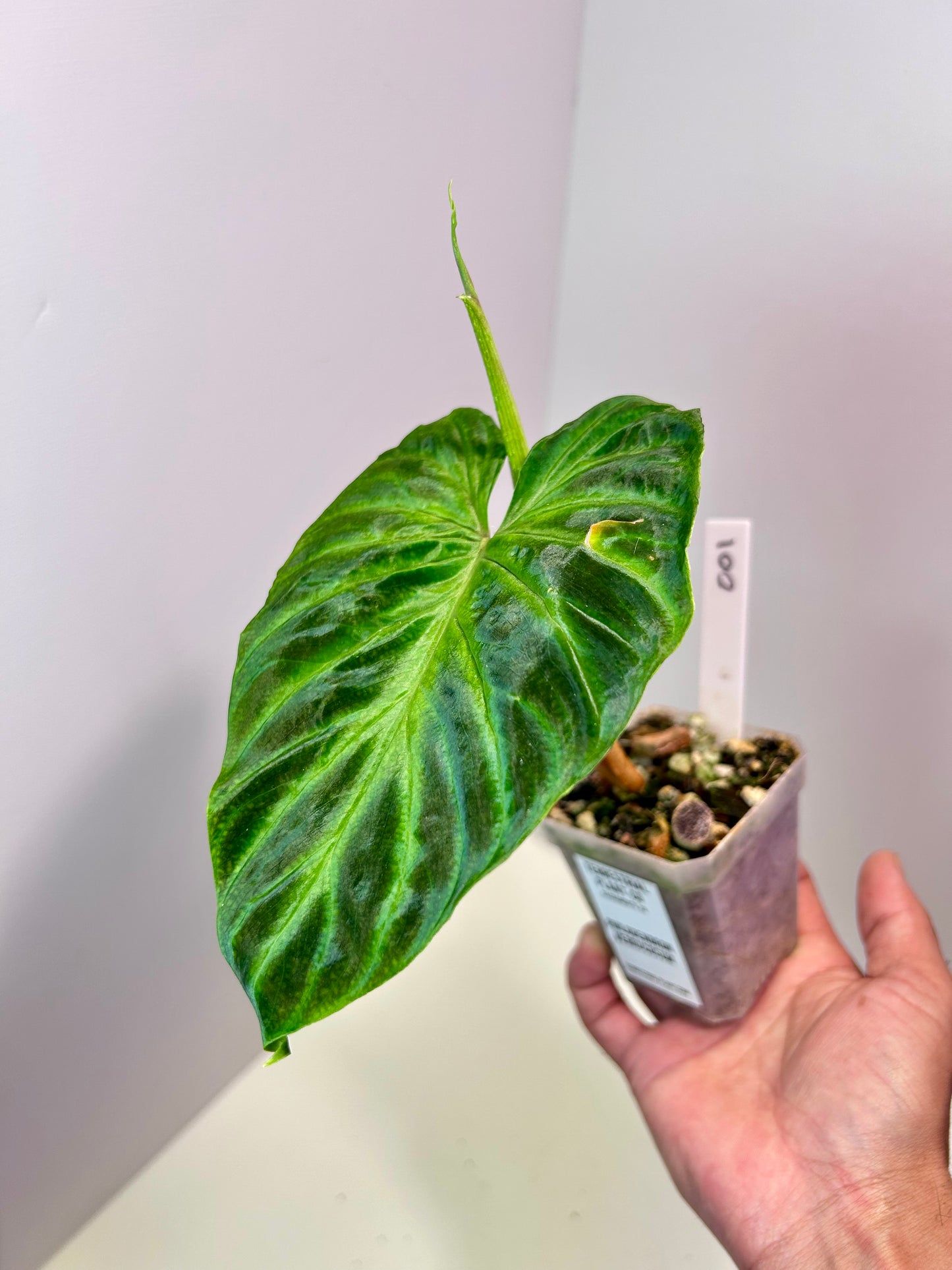 Philodendron verrucosum 3" Pot