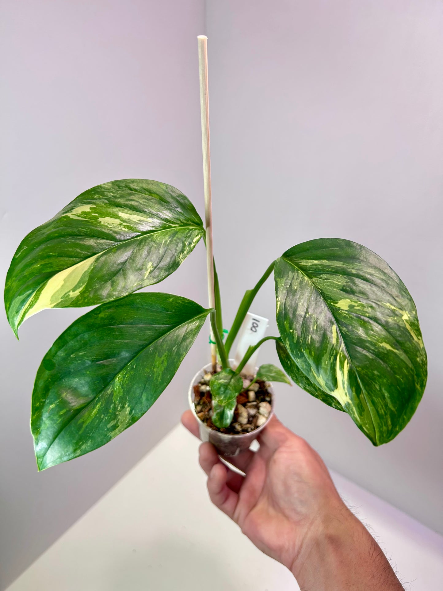 Monstera lechleriana albo variegata 2" Pot