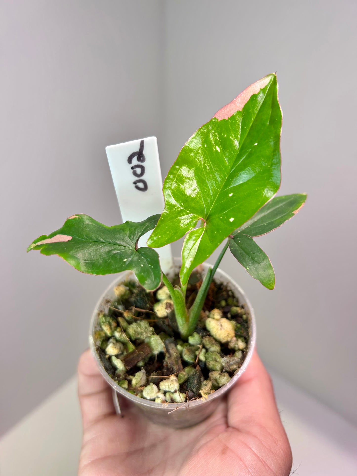 Syngonium podophyllum 'Red Spot' tricolor 2" Pot