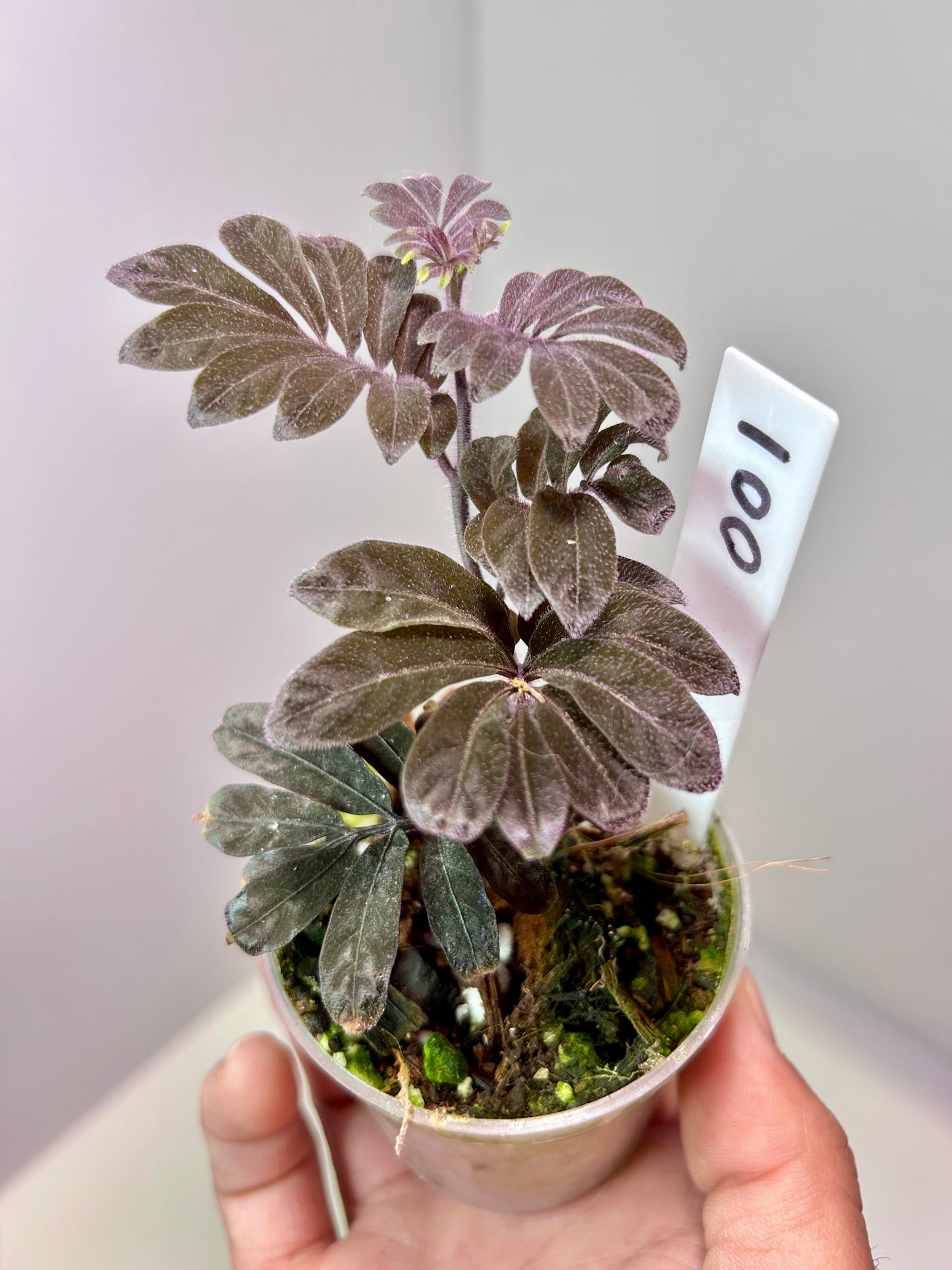 Solanum uleanum 2" Pot