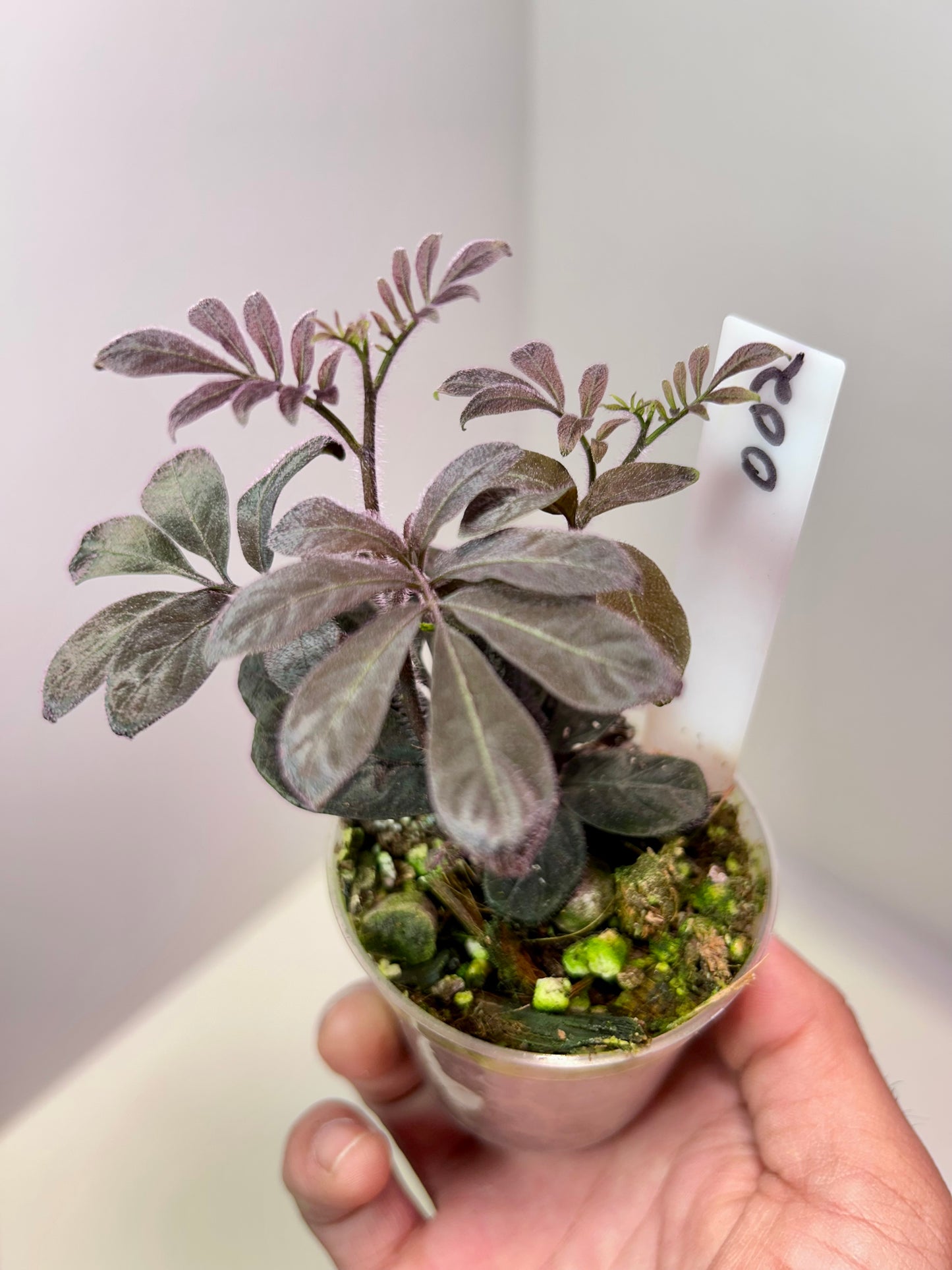 Solanum uleanum 2" Pot