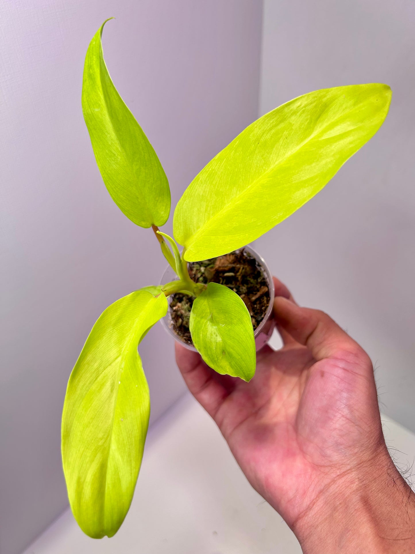 Philodendron 'Thai Sunrise' 2" Pot