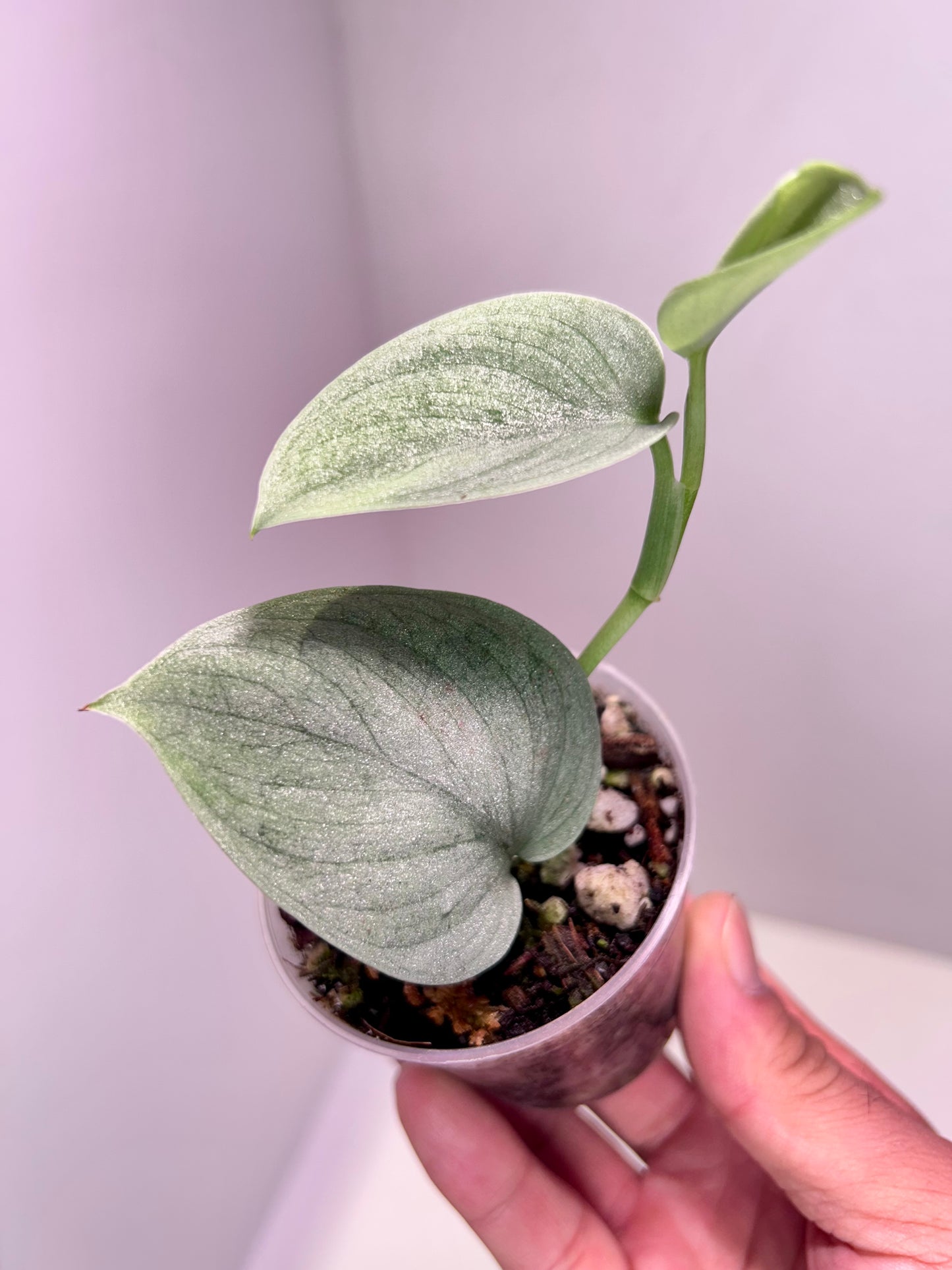 Scindapsus pictus 'Silver Platinum' 2" Pot