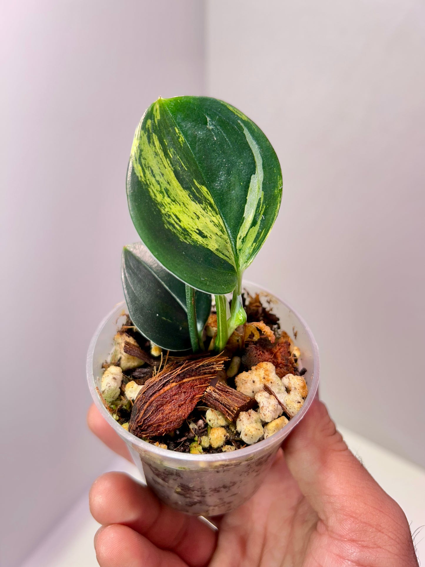 Scindapsus trebeuii 'Dark Form' variegated 2" Pot