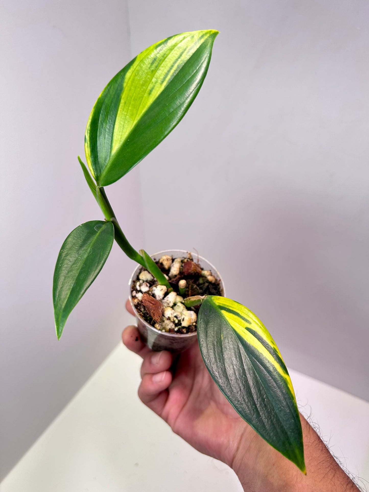 Scindapsus coriaceus variegated 2" Pot