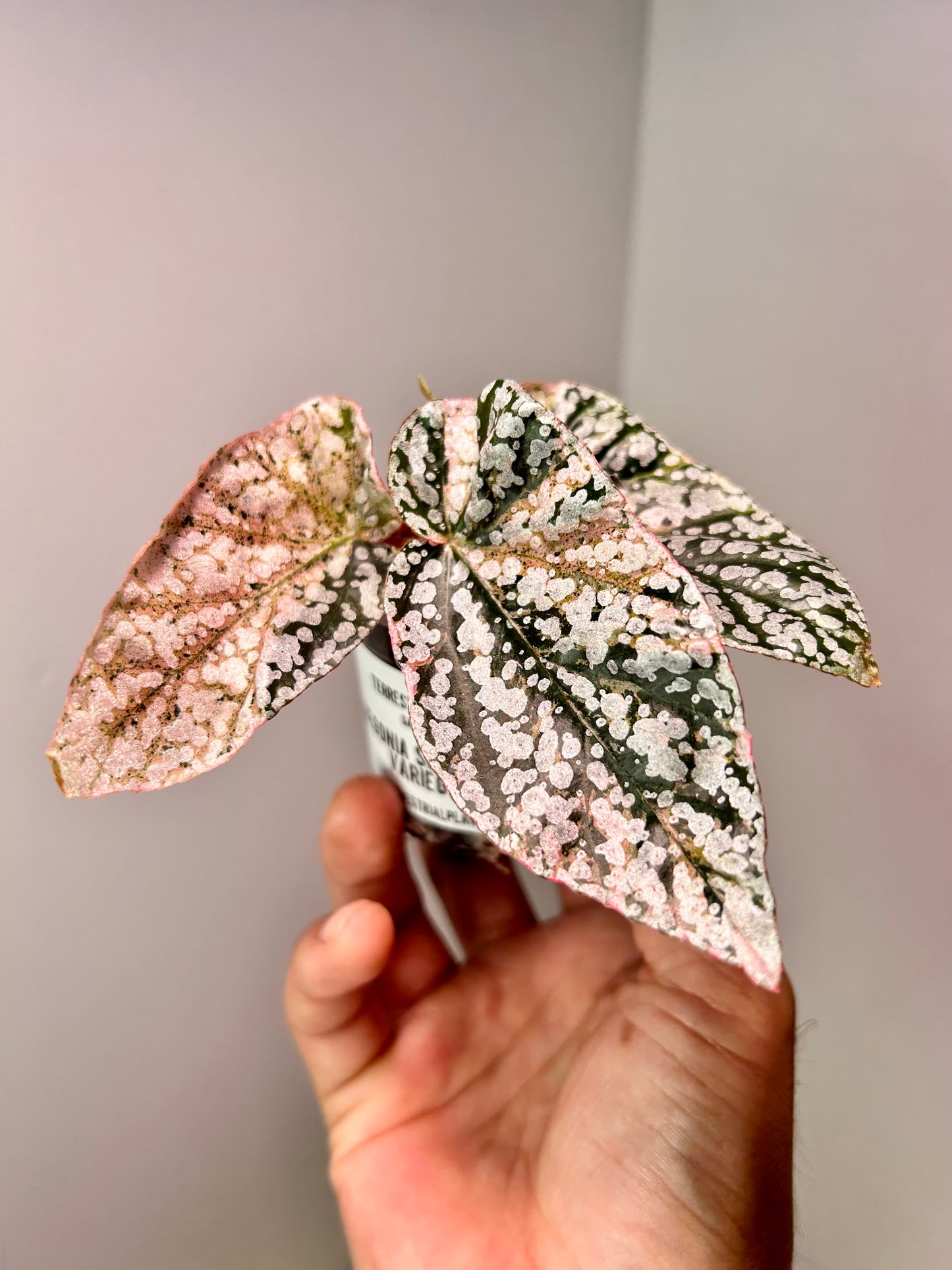 Begonia 'Snow Capped' variegated 2" Pot