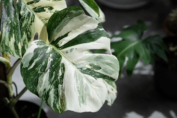 Albo Variegation