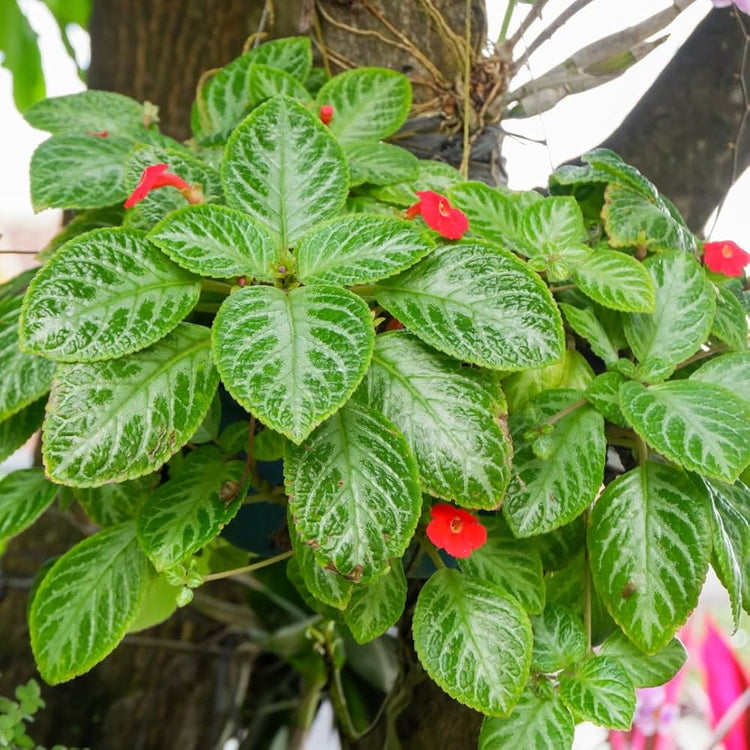 Episcia cupreata