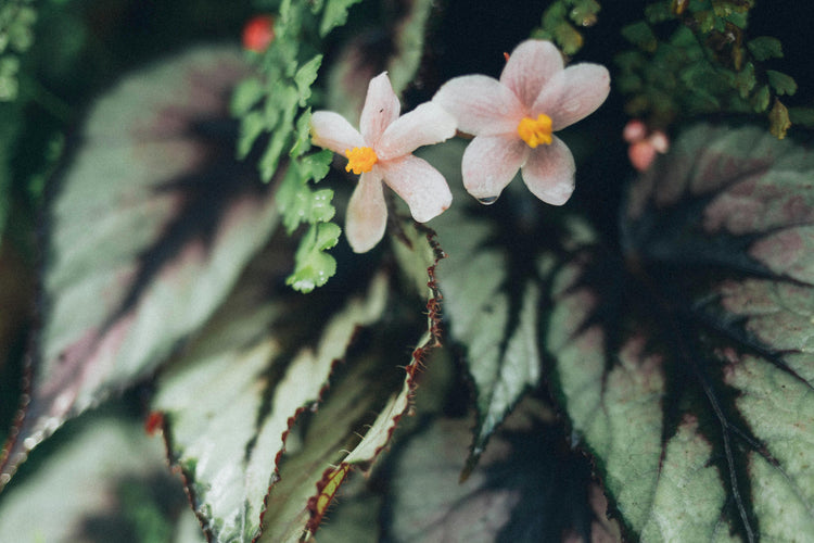 Begonia