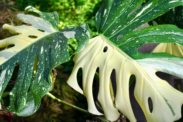 Monstera