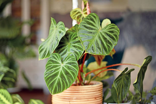 Philodendron