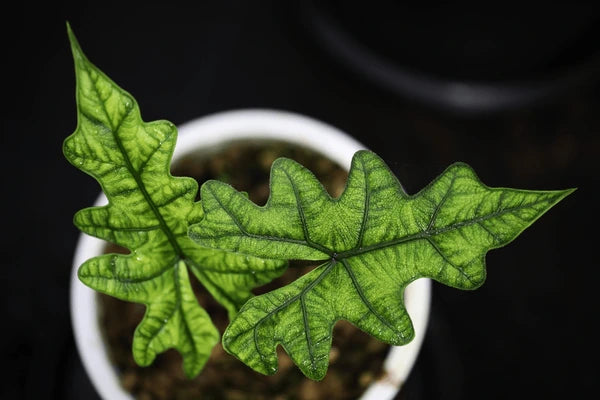 Alocasia