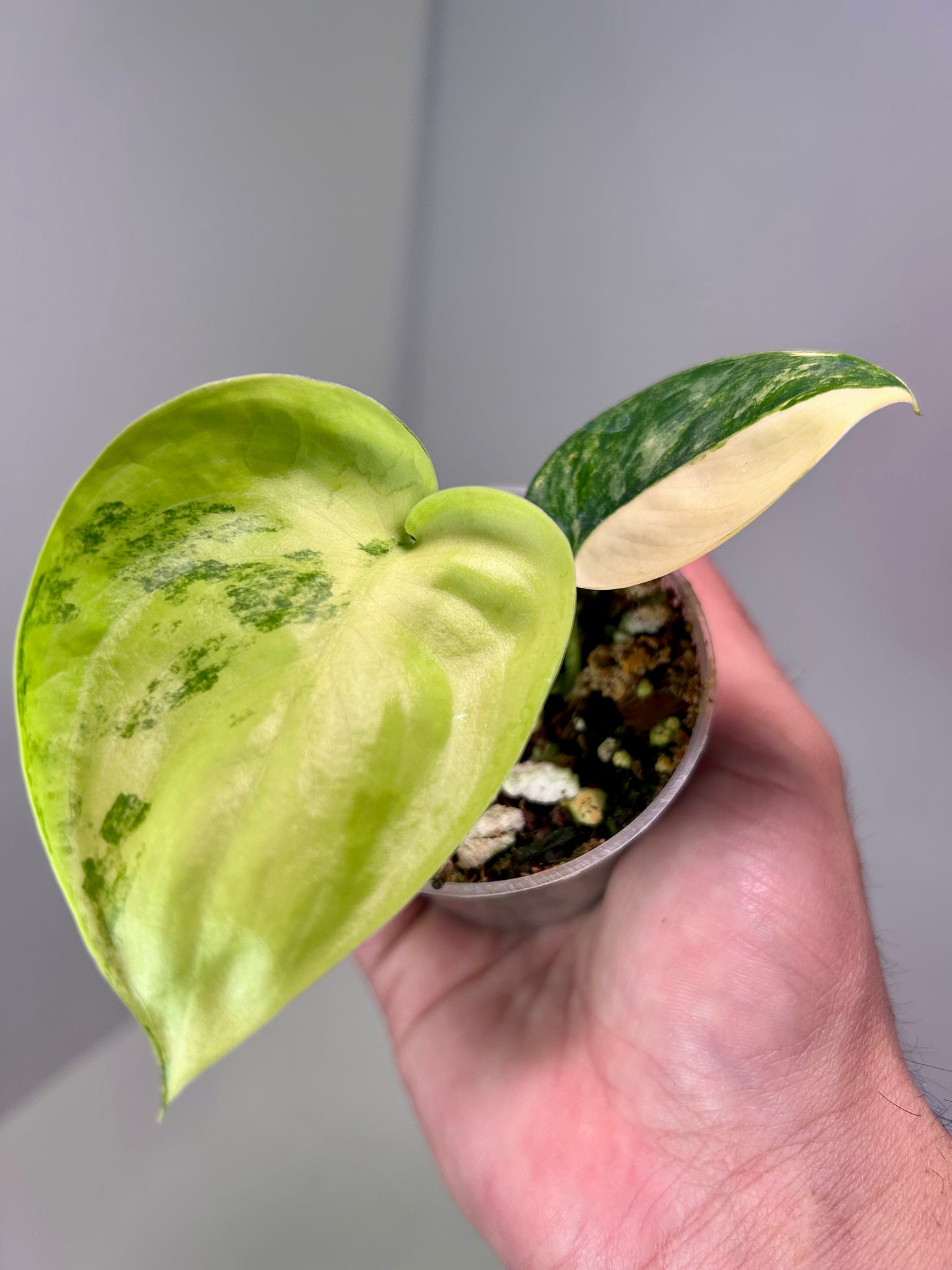 Scindapsus 'Jade Satin' variegated 2" Pot