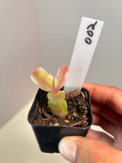 Schlumbergera truncata variegated 2" Pot