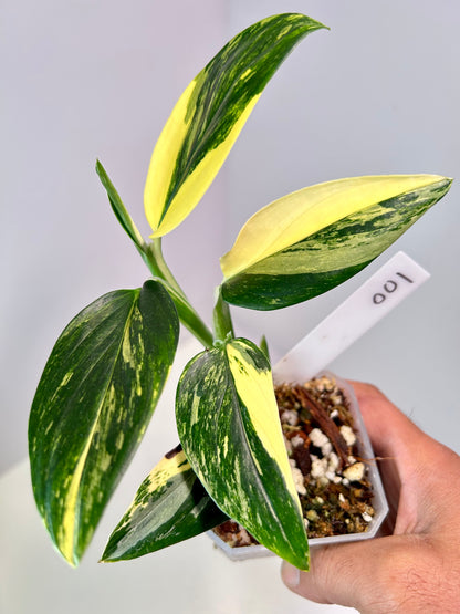 Monstera standleyana 'Aurea' 3" Pot