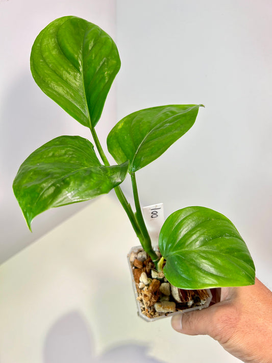 Monstera lechleriana 3" Pot