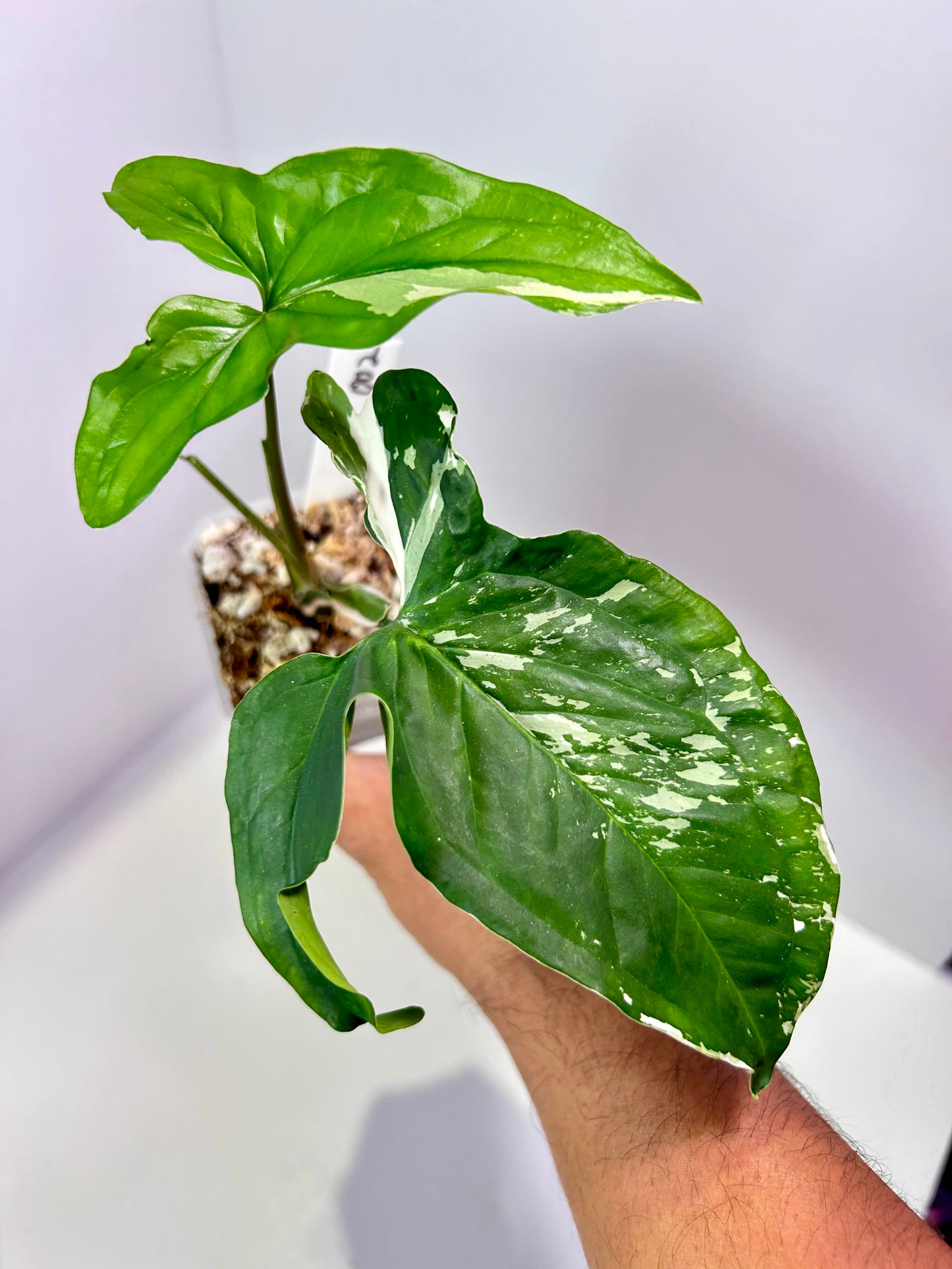 Syngonium podophyllum albo 3" Pot