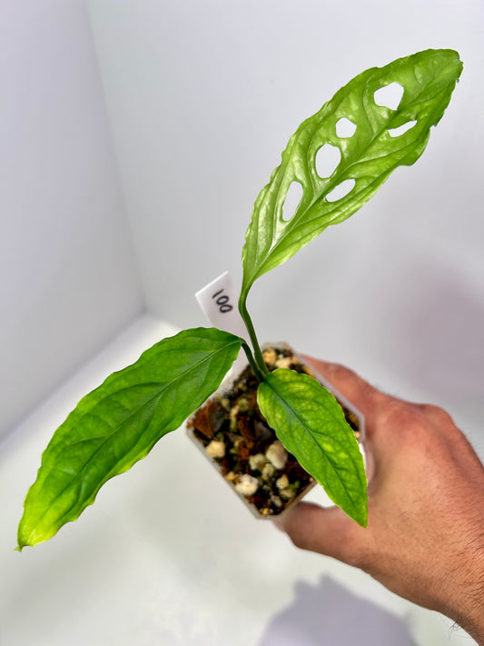 Monstera obliqua 'Peru' 3" Pot