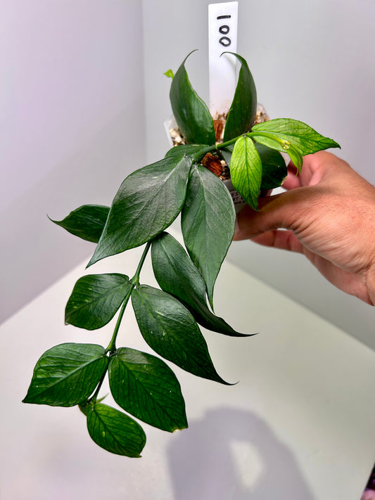 Hoya polyneura 'Fishtail' 3" Pot