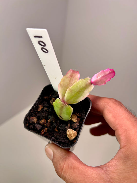 Schlumbergera truncata variegated 2" Pot