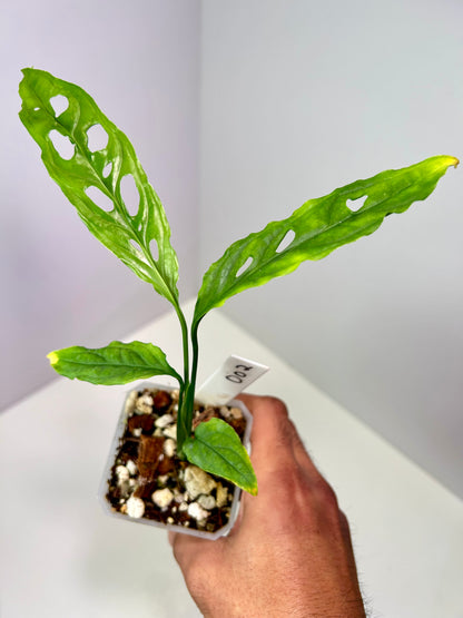 Monstera obliqua 'Peru' 3" Pot