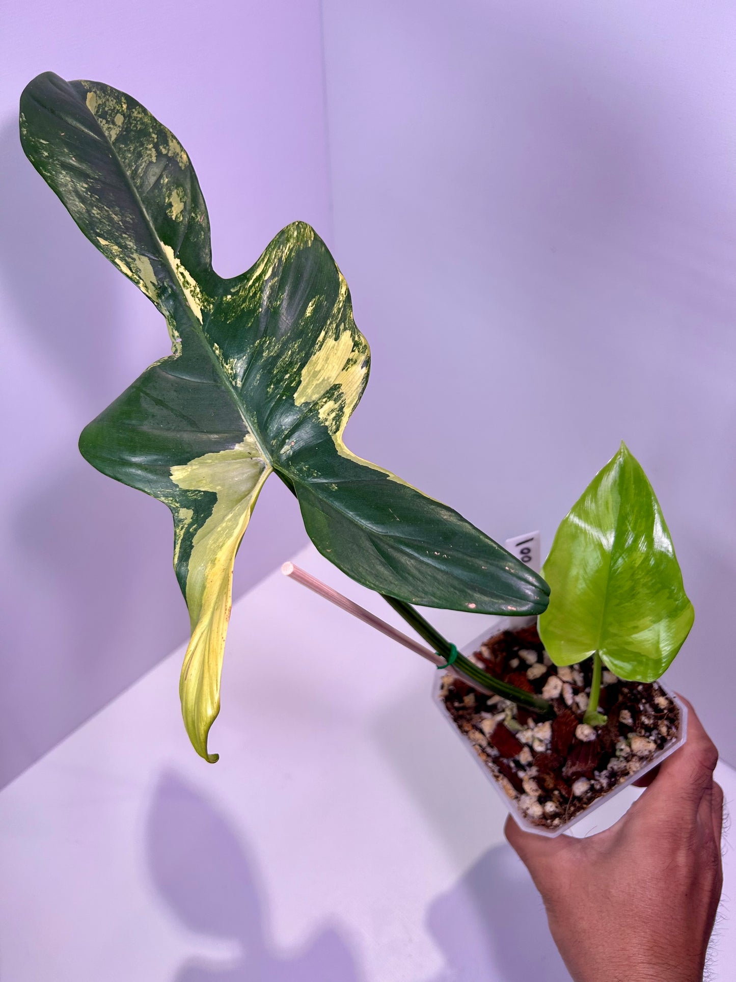 Philodendron bipennifolium variegated 4" Pot