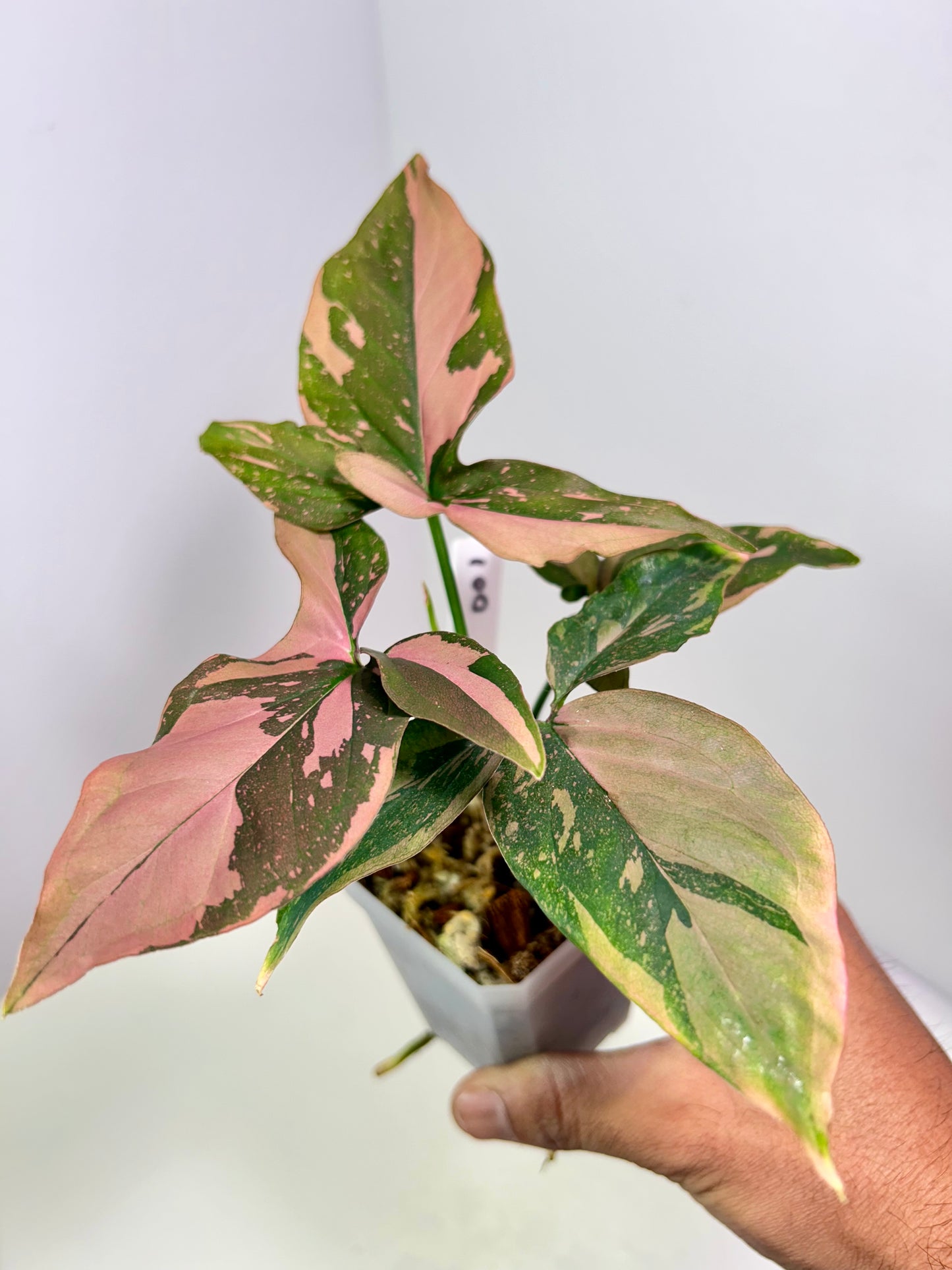 Syngonium podophyllum 'Pink Splash' 3" Pot