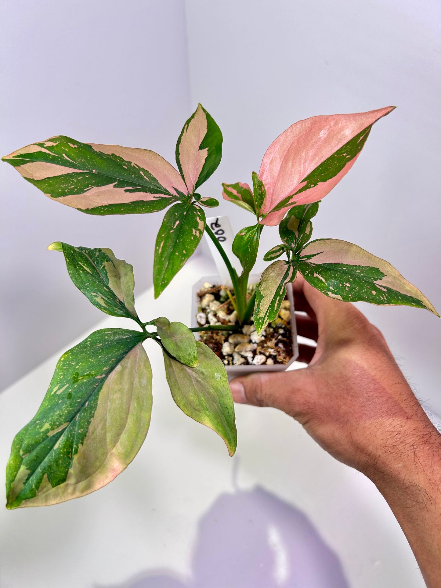 Syngonium podophyllum 'Pink Splash' 3" Pot