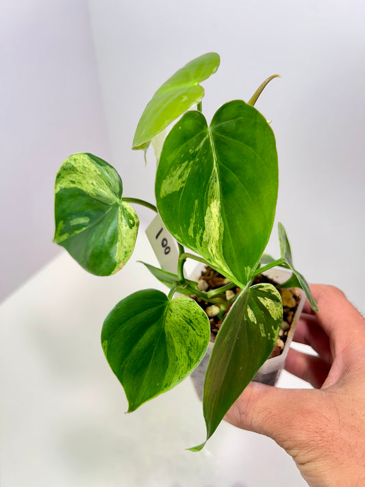 Philodendron hederaceum variegated 'Heart Leaf' 3" Pot