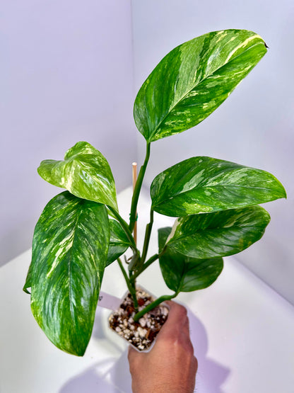 Monstera lechleriana albo variegata 3" Pot