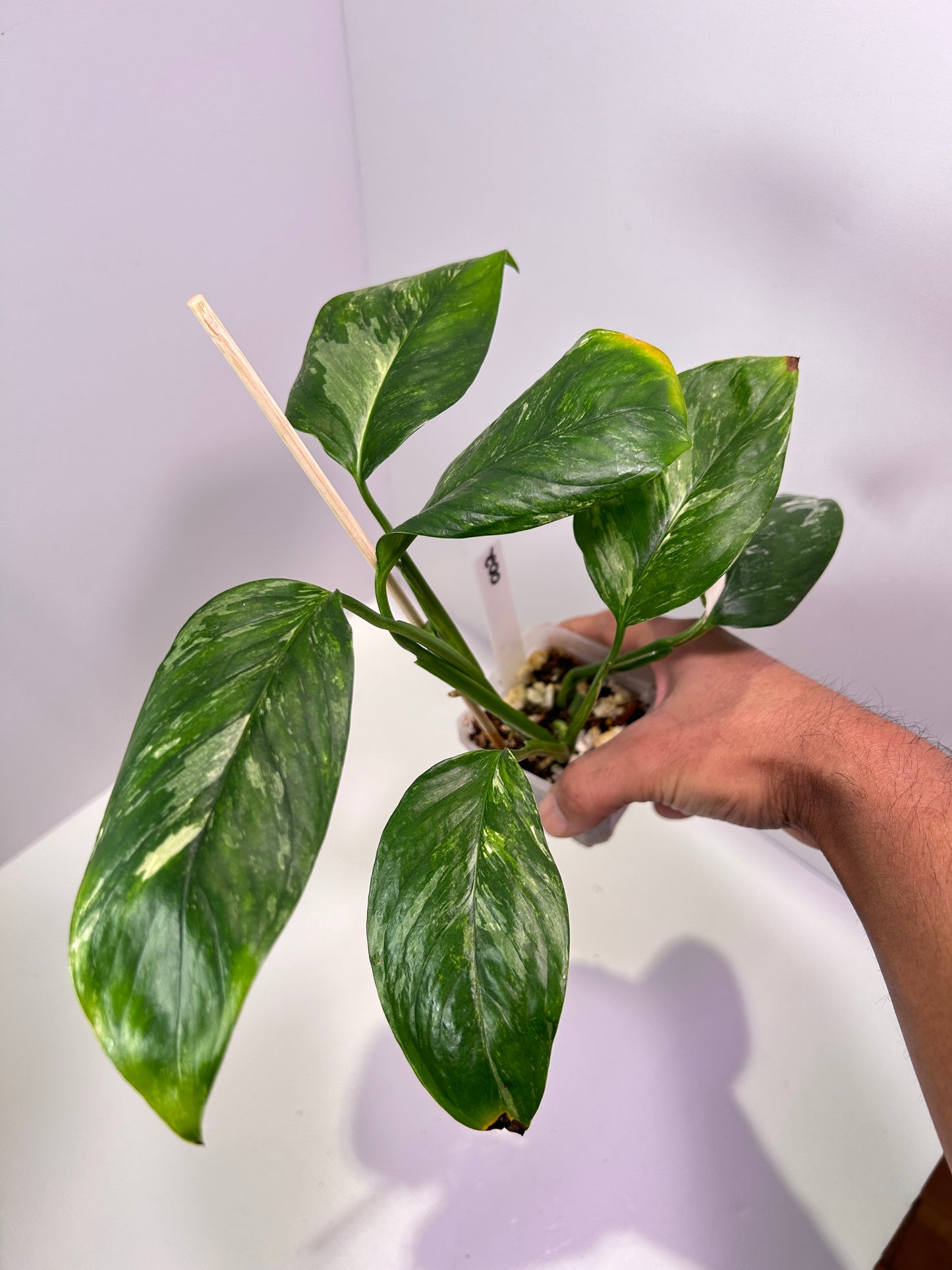 Monstera lechleriana albo variegata 3" Pot