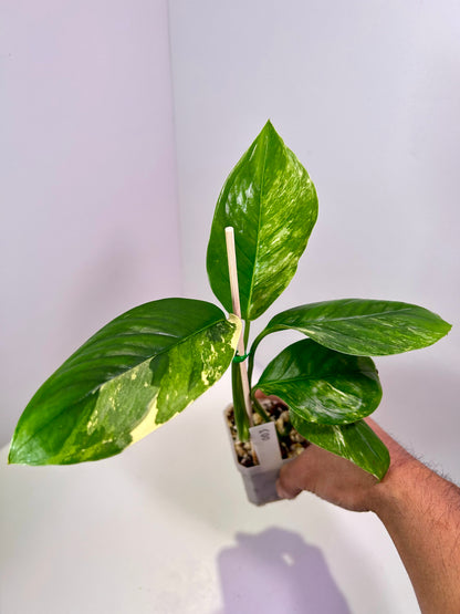 Monstera lechleriana albo variegata 3" Pot