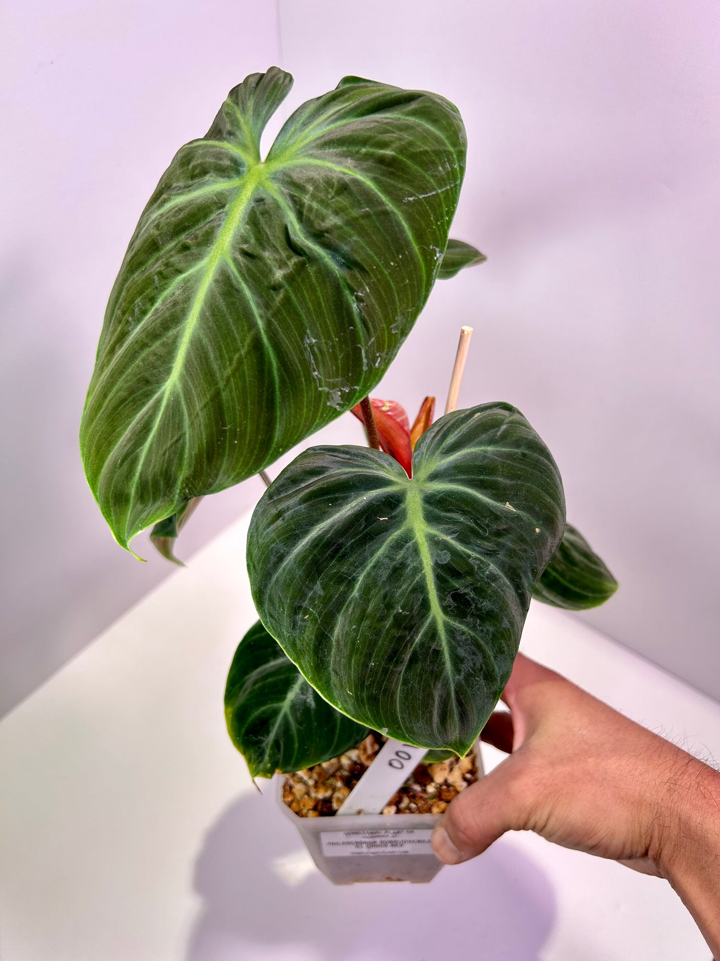 Philodendron rubrijuvenile 'El Choco Red' 4" Pot