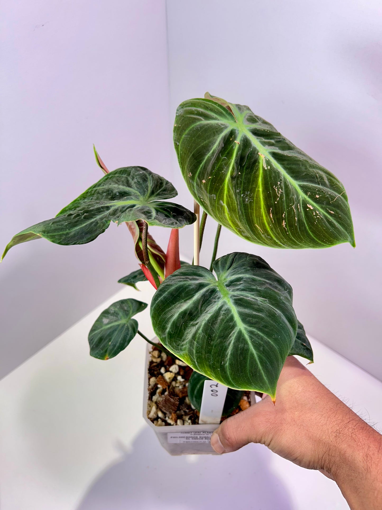 Philodendron rubrijuvenile 'El Choco Red' 4" Pot