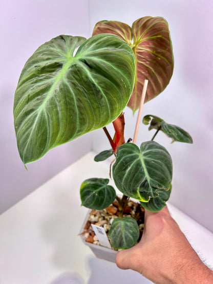 Philodendron rubrijuvenile 'El Choco Red' 4" Pot