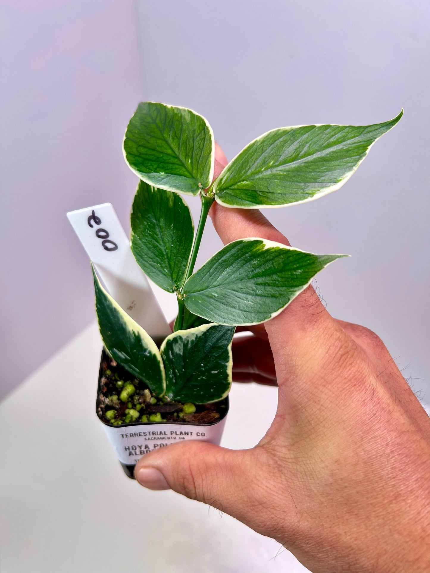 Hoya polyneura albomarginata 2" Pot