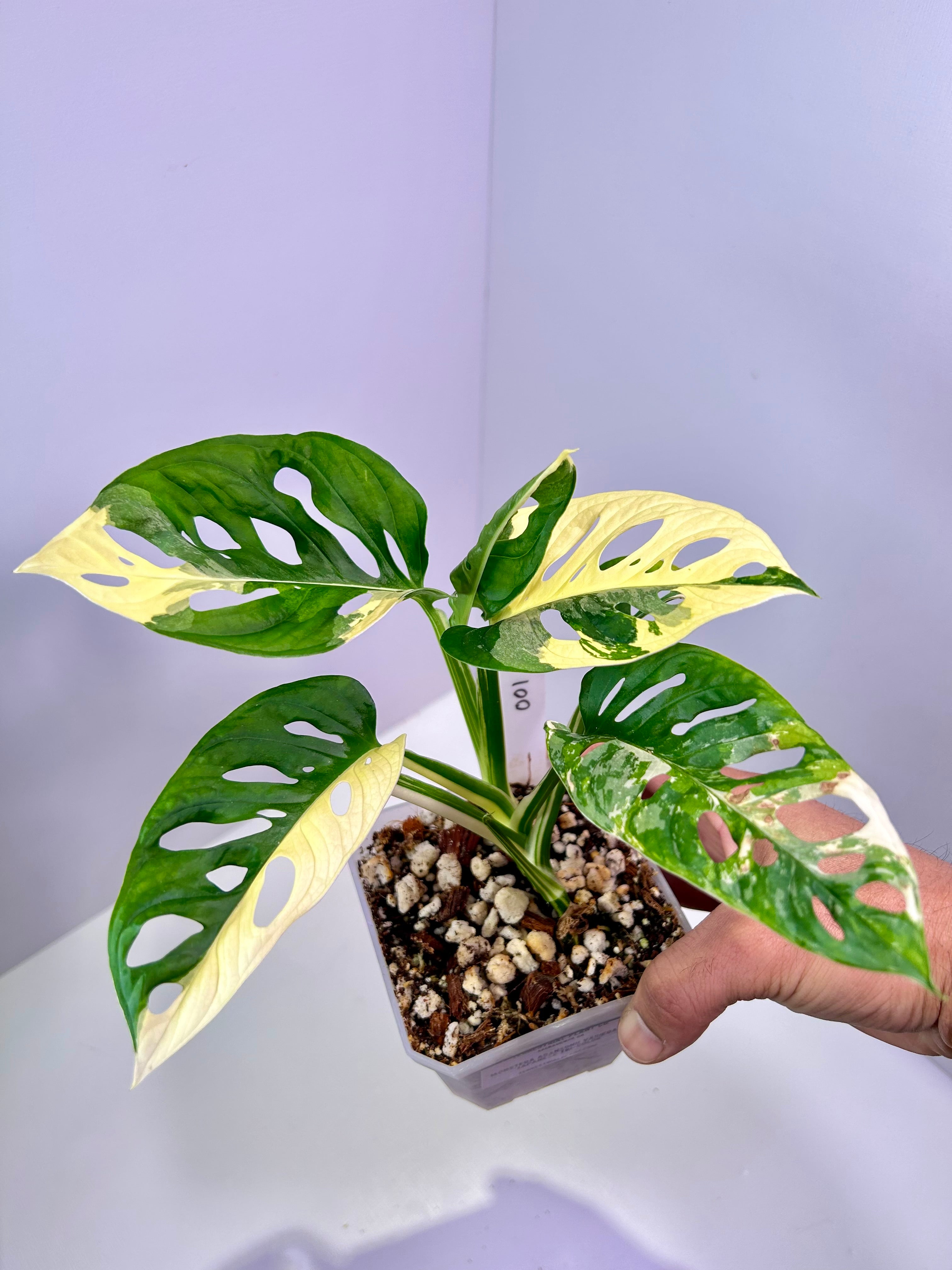 Monstera adansonii variegata 'Japanese Tri-color' 4