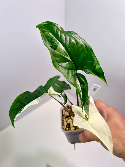 Syngonium podophyllum albo 3" Pot