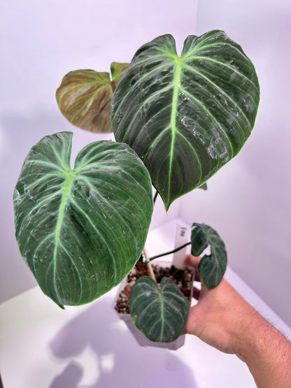 Philodendron rubrijuvenile 'El Choco Red' 4" Pot