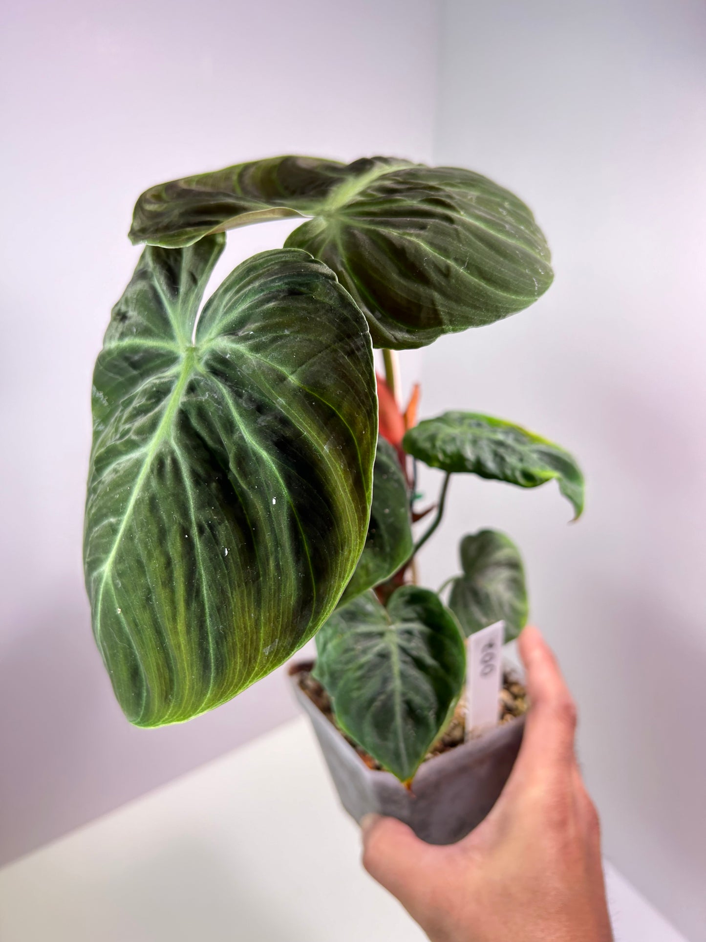 Philodendron rubrijuvenile 'El Choco Red' 4" Pot