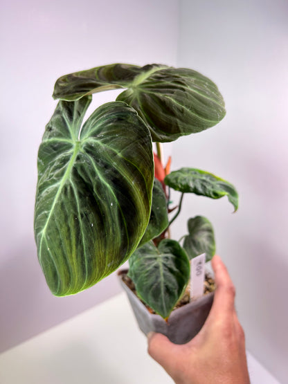 Philodendron rubrijuvenile 'El Choco Red' 4" Pot