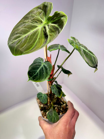 Philodendron rubrijuvenile 'El Choco Red' 4" Pot