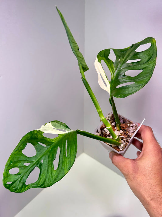 Monstera adansonii variegata 'Japanese Tri-color' 3" Pot