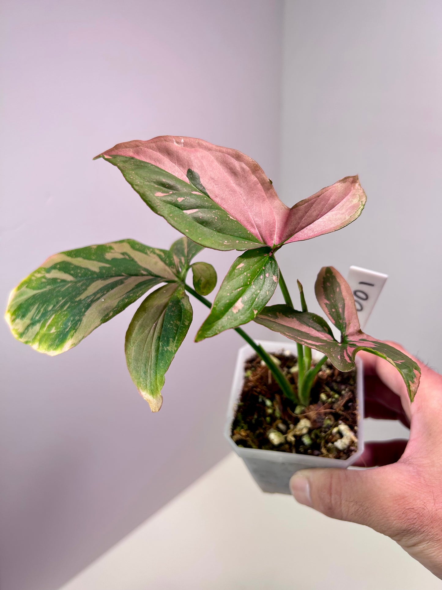 Syngonium podophyllum 'Pink Splash' 3" Pot