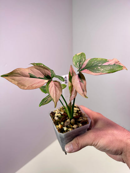 Syngonium podophyllum 'Pink Splash' 3" Pot