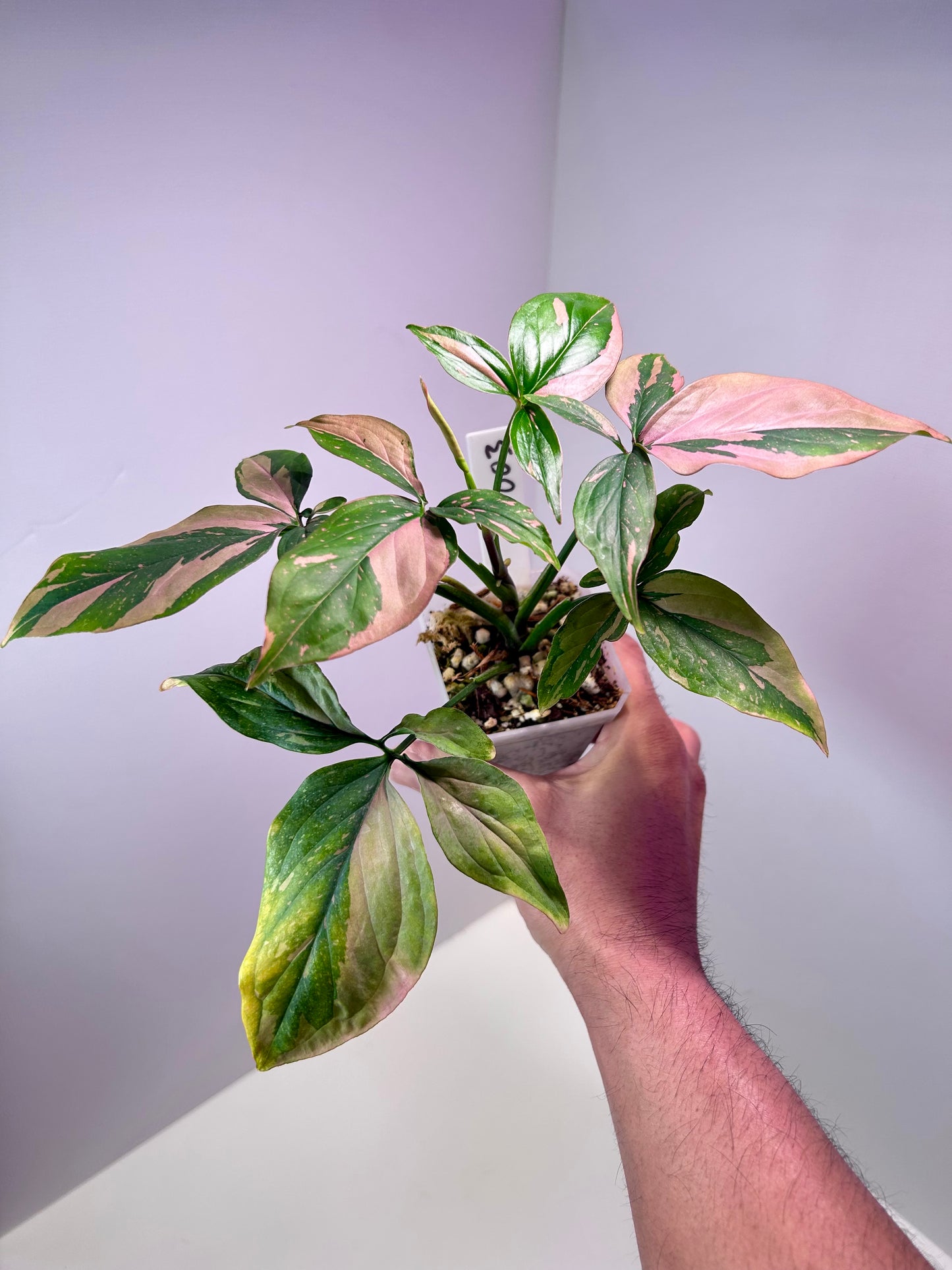 Syngonium podophyllum 'Pink Splash' 3" Pot