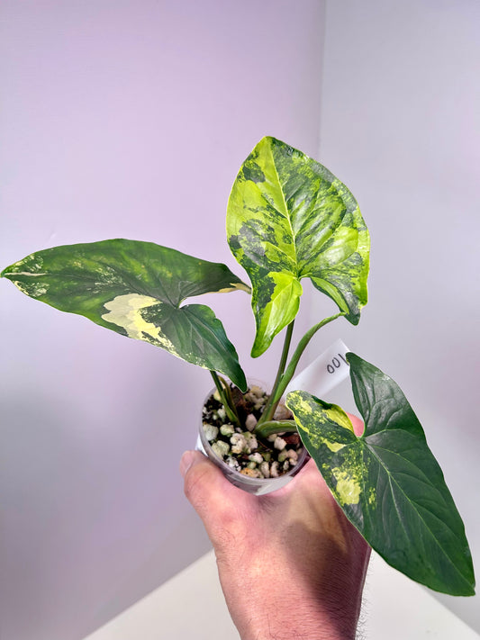 Syngonium podophyllum aurea 2" Pot