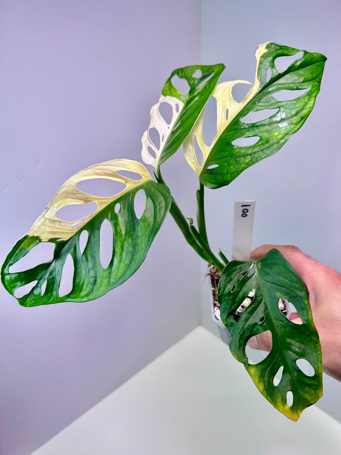 Monstera adansonii variegata 'Japanese Tri-color' 3" Pot