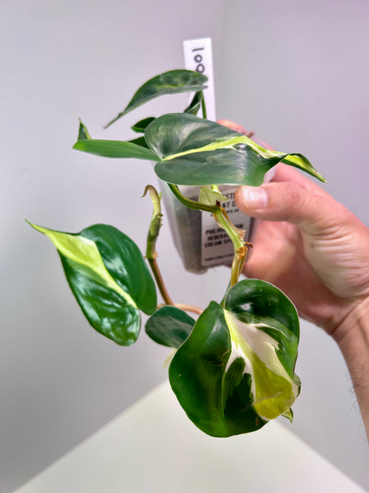 Philodendron hederaceum 'Cream Splash' 3" Pot