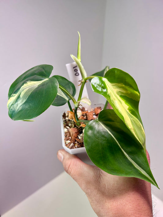 Philodendron hederaceum 'Rio' 3" Pot